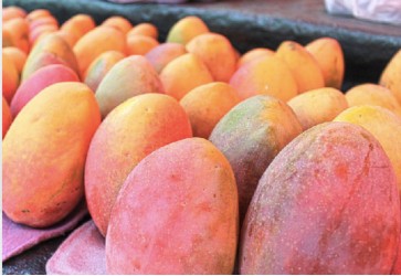 Les exportations de mangues repartent en hausse grâce à la recherche